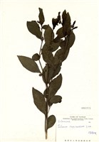 藏品(瑪瑙珠)的圖片